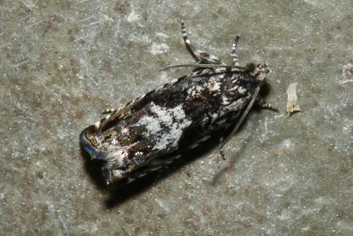 Réf. 180 650 : Pammene argyrana